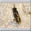 Crossocerus quadrimaculatus - Grabwespe w06b 8mm mit Fliege.jpg